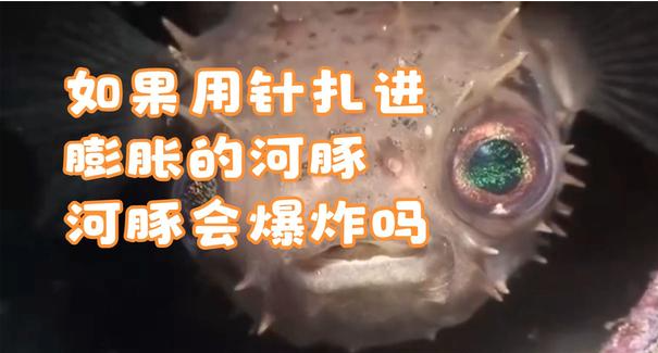 如果用针扎进膨胀的河豚，河豚会爆炸吗？ - 探享社